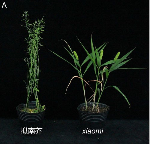 科學家成功構建碳四禾谷類模式植物體系，為谷類作物研究開辟新路徑