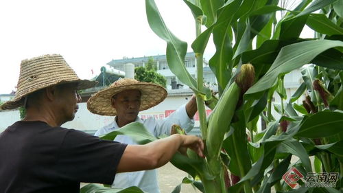 云南保山昌寧 秋糧田間管護忙，科技護航助豐收