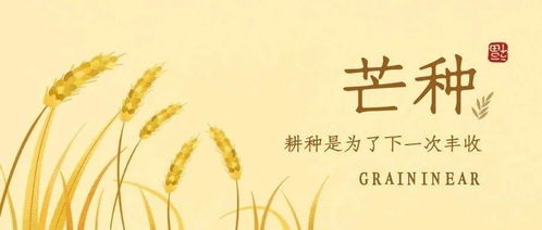 梔子花開，麥黃梅熟 仲夏時節話谷類作物